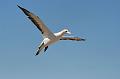 2007 04 14 Napier_Cape Kidnapper 054_DXO